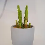 아파트 Laurel 티스노