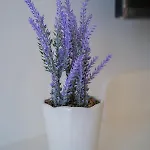 Laurel Tisno