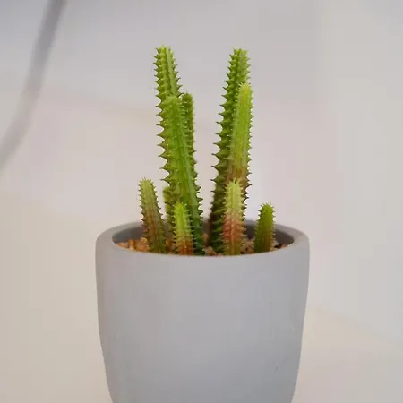 Lejlighed Laurel Tisno