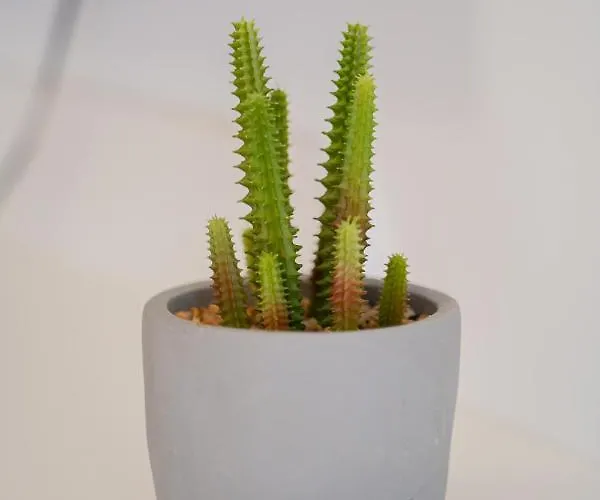 Apartamento Laurel Tisno